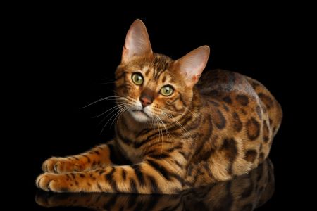 BengalCat