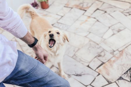 Can I Sue My Ex for Dog Bite Injuries in Owings Mills