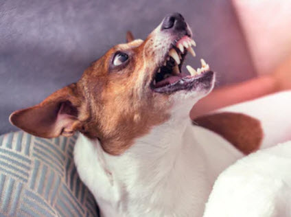 Dog Bite Injuries That Require Emergency Care