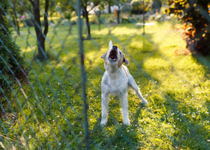 provoking dog